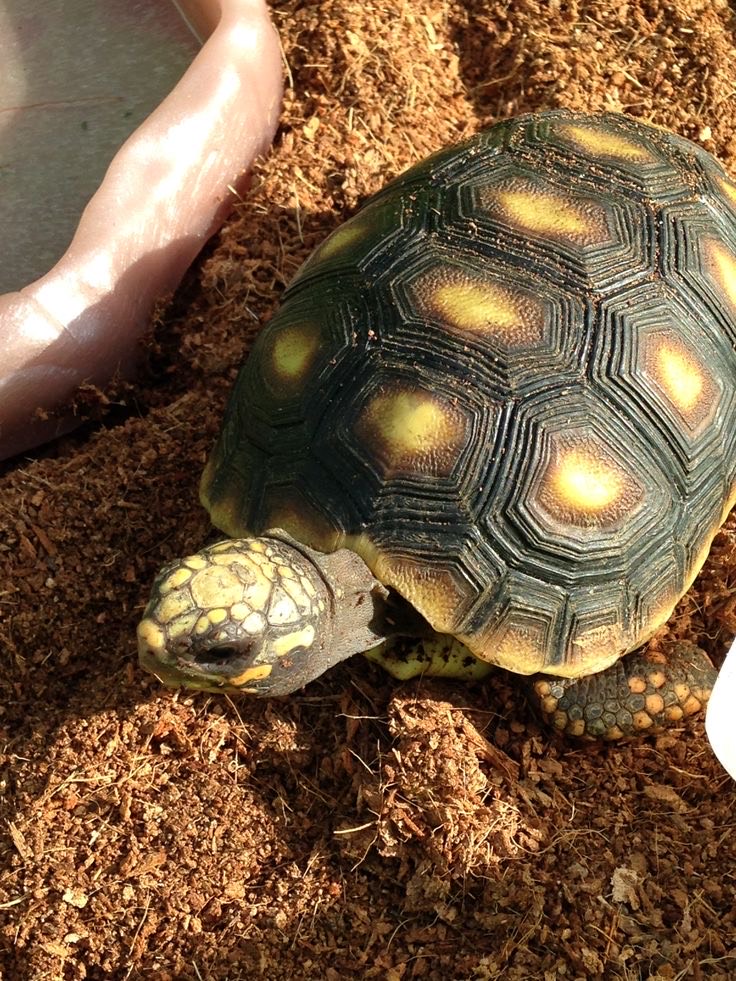 Jabuti Piranga (Chelonoidis carbonaria) - Imagem 3