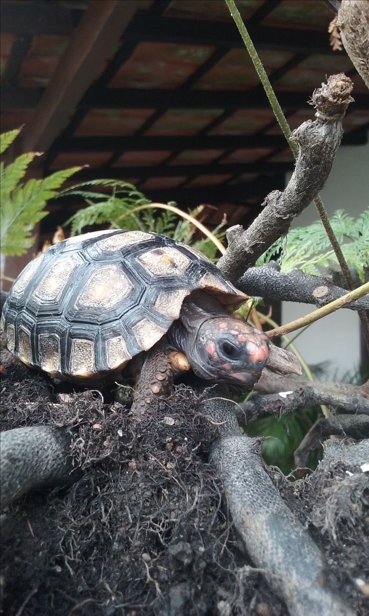 Jabuti Piranga (Chelonoidis carbonaria) - Imagem 4