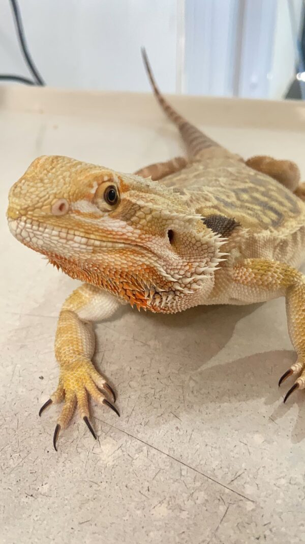 Dragão Barbudo ( Pogona vitticeps) REF 390