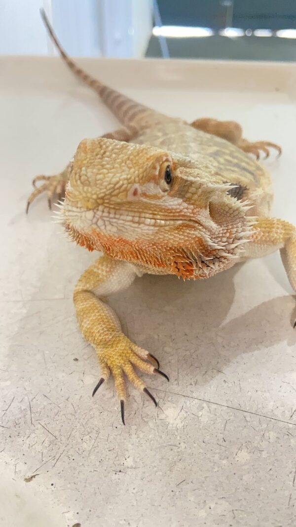 Dragão Barbudo ( Pogona vitticeps) REF 390 - Imagem 2